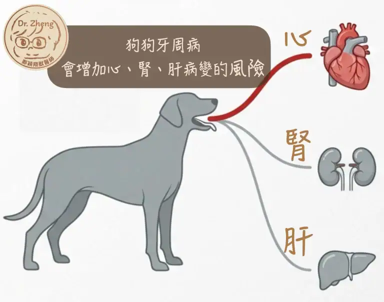 狗狗牙周病其實會造成遠端器官的損傷，包括心肝腎