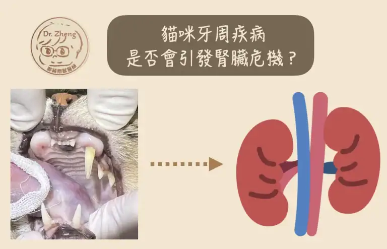 貓牙周病是否會造成腎臟危機呢？目前研究已經證實牙周細菌導致全身發炎，進而危害腎臟健康