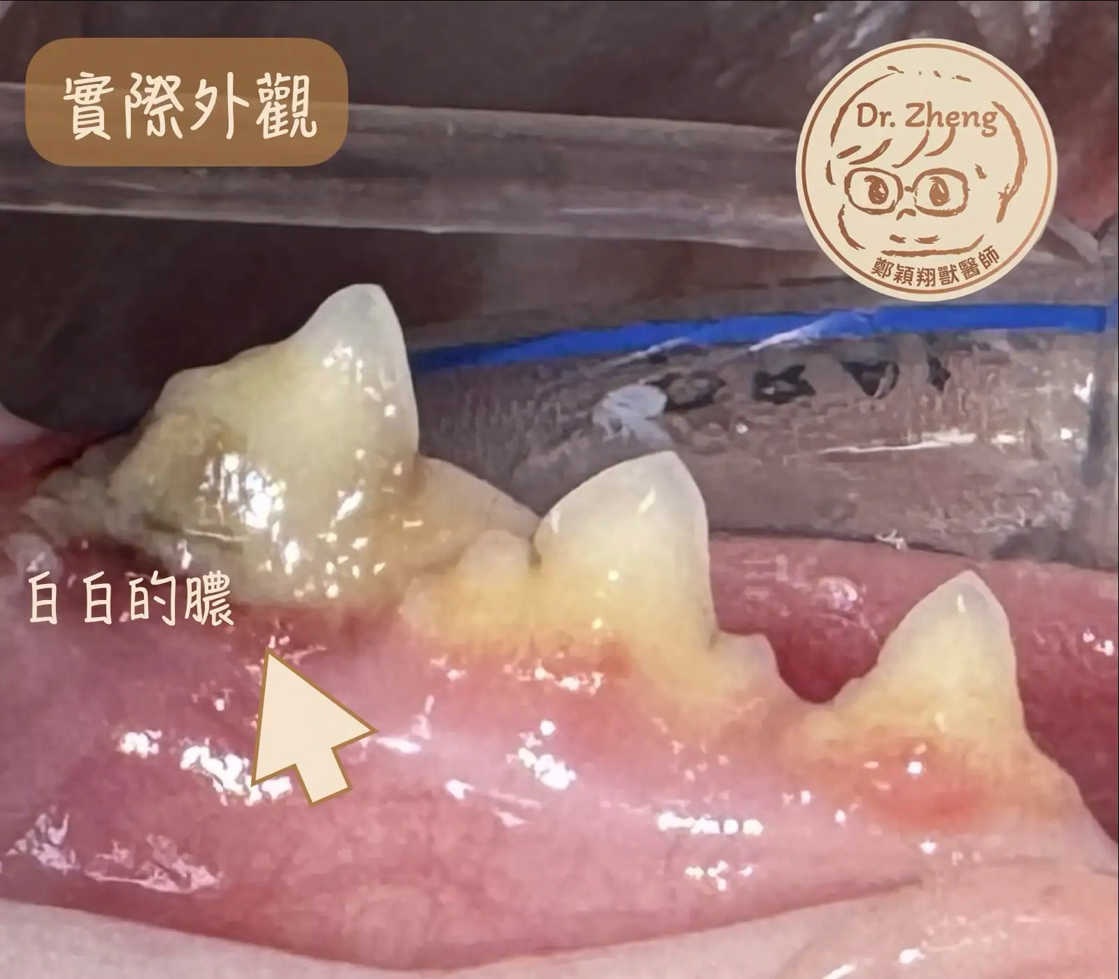 4歲貓咪外觀檢查發現右下顎第1臼齒有膿