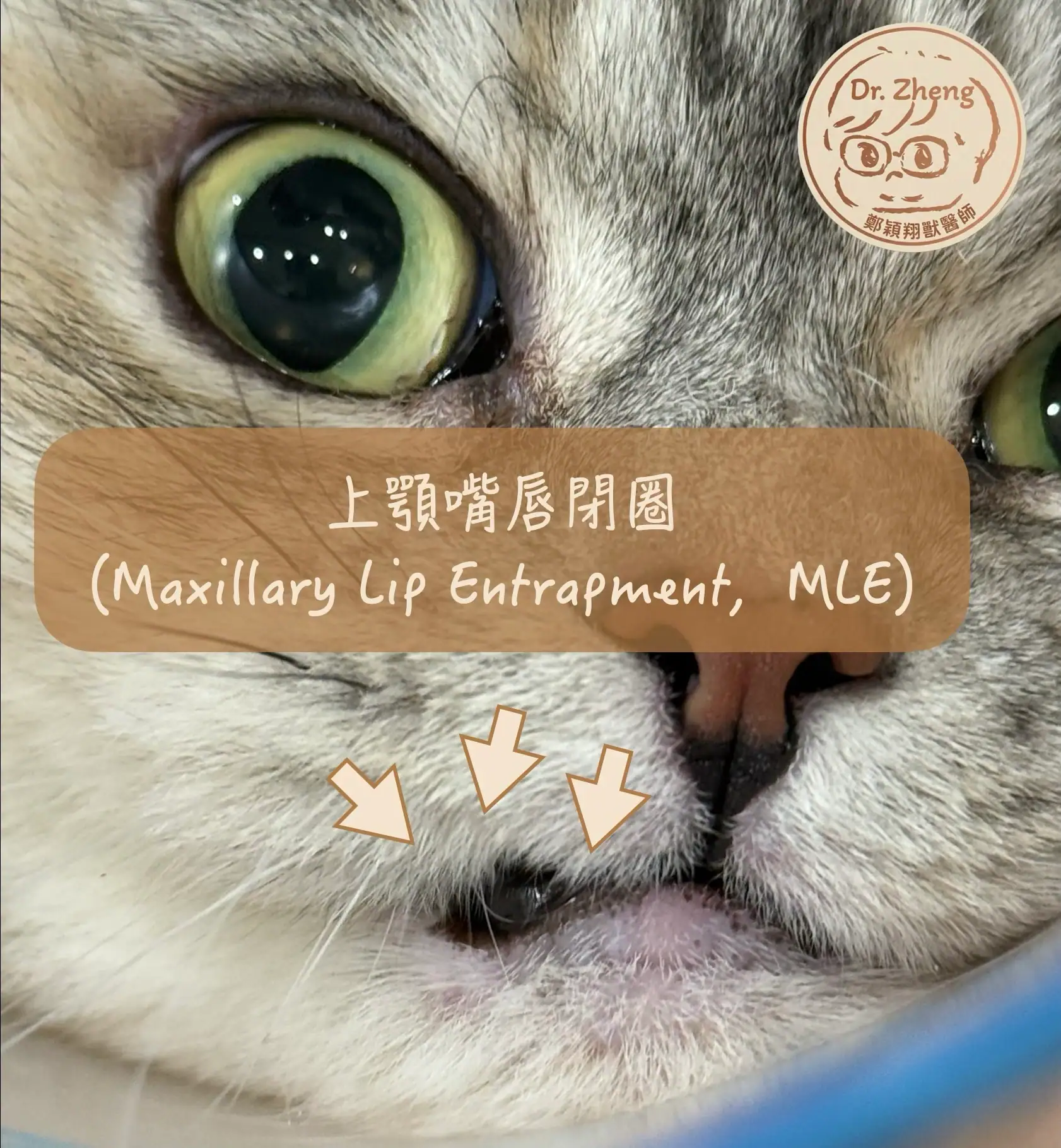 貓咪上顎犬齒夾傷-maxillary-lip-entrapment