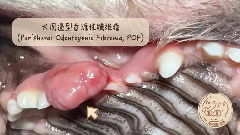 犬周邊型齒源性纖維瘤-Peripheral-Odontogenic-Fibroma 簡稱POF.